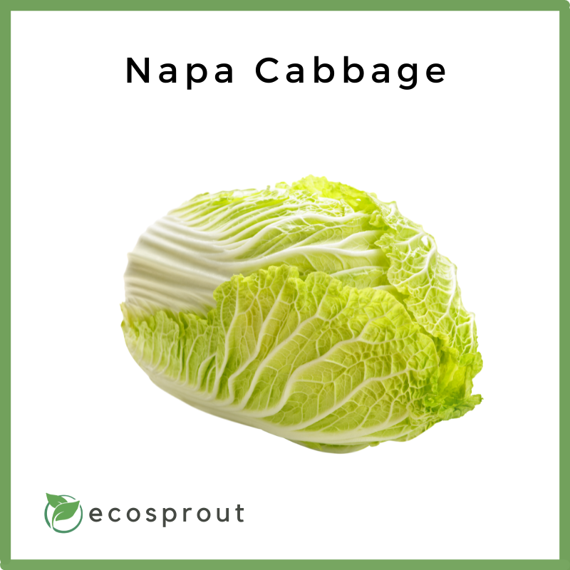 Napa Cabbage | Per Head