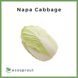 Napa Cabbage | Per Head