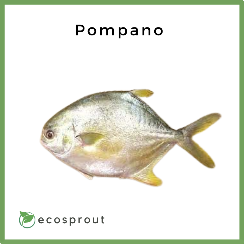 Pampano | KG