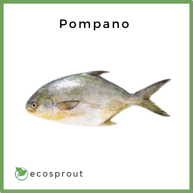 Pampano | KG
