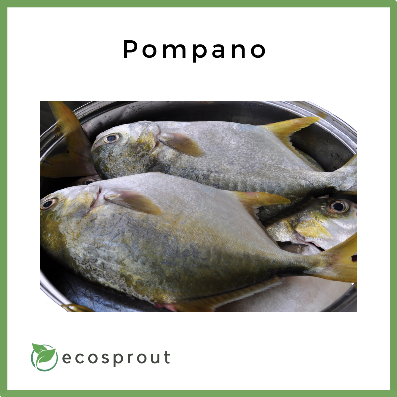 Pampano | KG