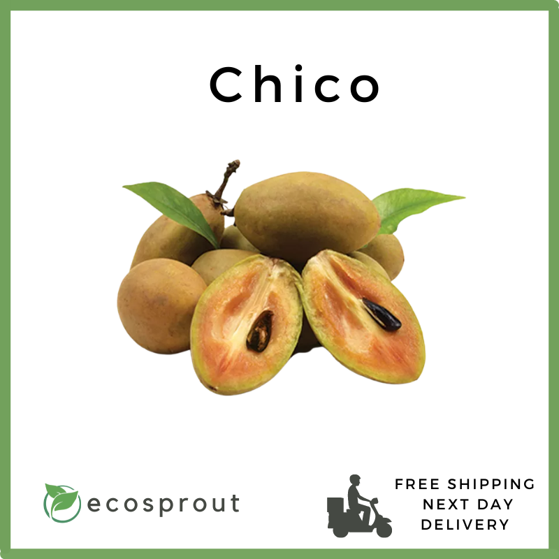 Chico  | 1KG
