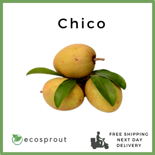 Chico  | 1KG