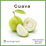 Guava | Piece