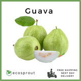 Guava | Piece