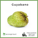 Guyabano | Soursop | KG