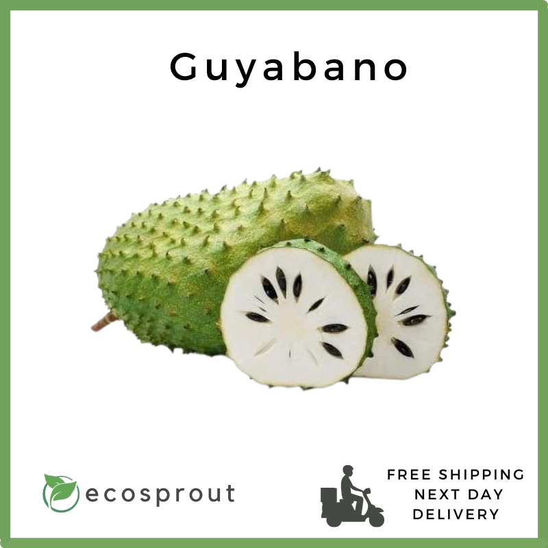 Guyabano | Soursop | KG