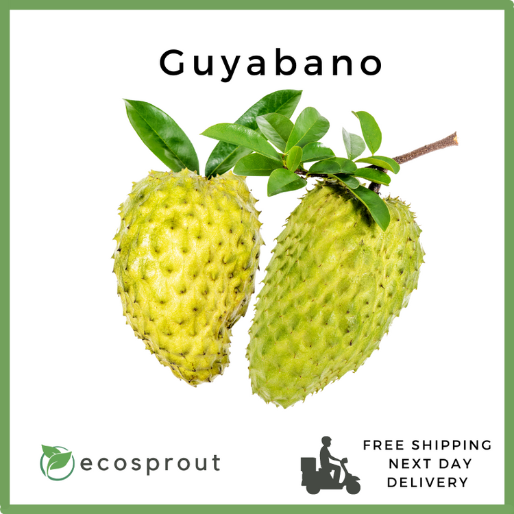 Fresh Guyabano For Delivery Near Me – Ecosprout