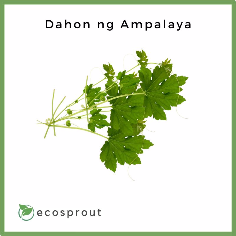 Dahon ng Ampalaya | Bitter Gourd Leaves | 100g