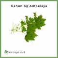 Dahon ng Ampalaya | Bitter Gourd Leaves | 100g