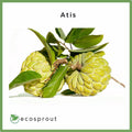Atis |  Sugar Apple | 1kg