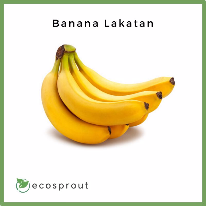 Banana Lakatan | 1kg