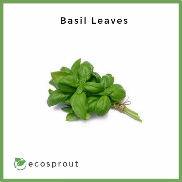 Basil Leaf Local Fresh Basil Leaves For Delivery Near Me – Ecosprout