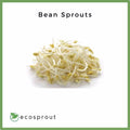Bean Sprouts | From 500g