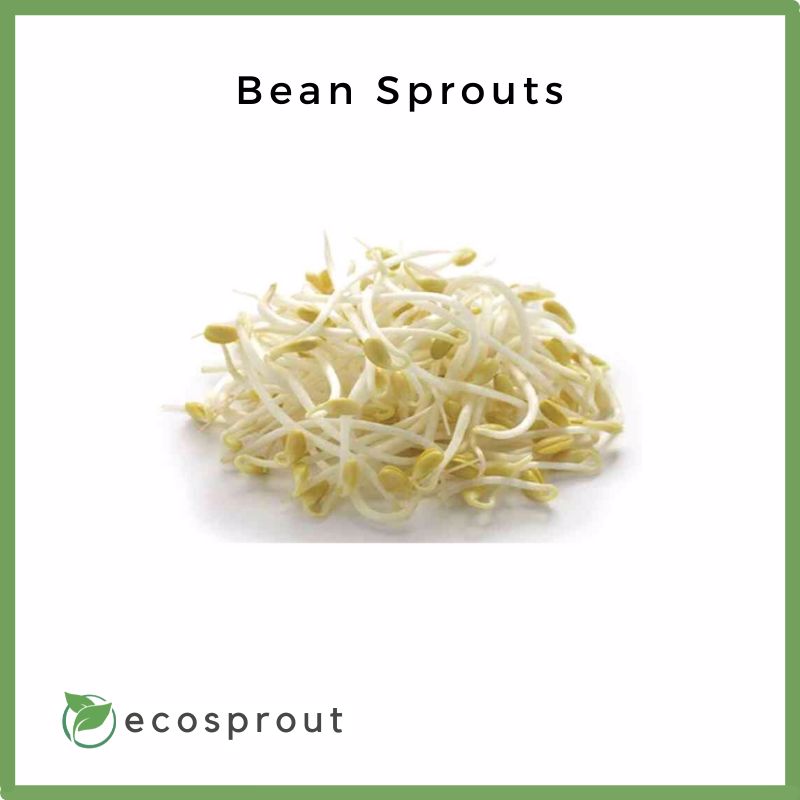 Bean Sprouts | From 500g