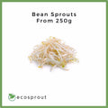 Bean Sprouts | From 500g