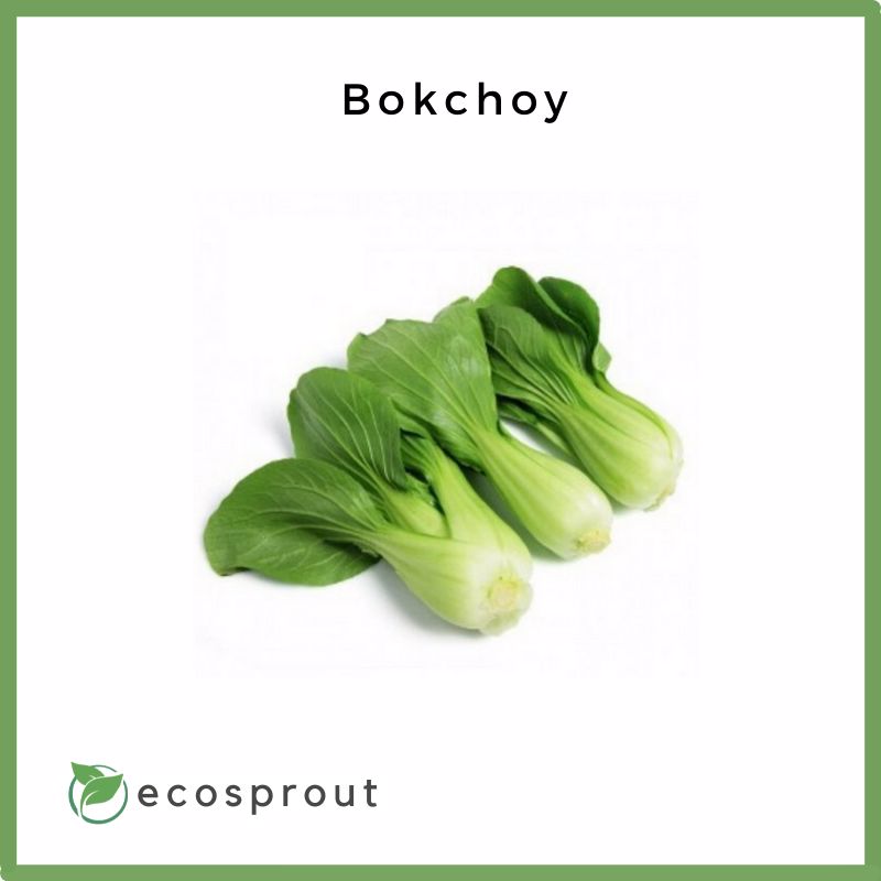 Fresh Bokchoy For Delivery – Ecosprout