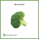 Broccoli | Head