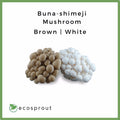Buna-shimeji Mushroom | 150g