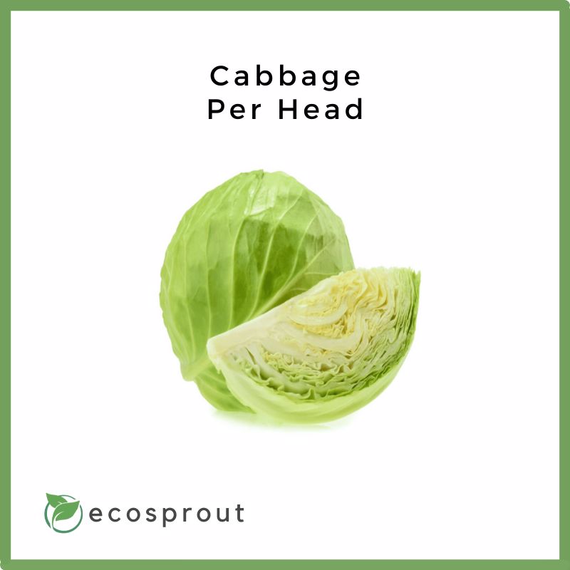 Cabbage | Head