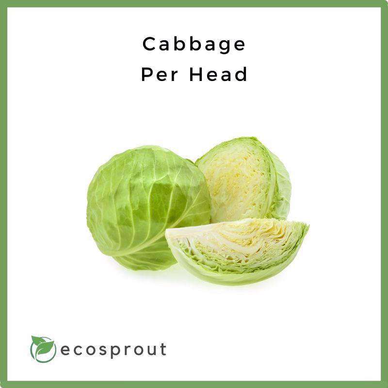 Cabbage | Head