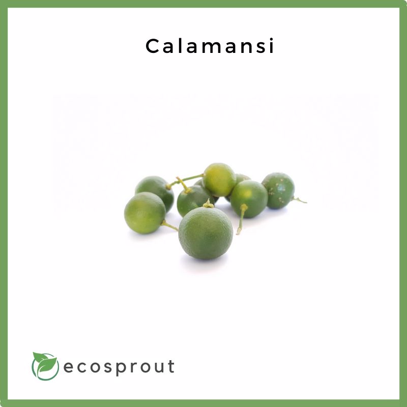 Fresh_Calamansi