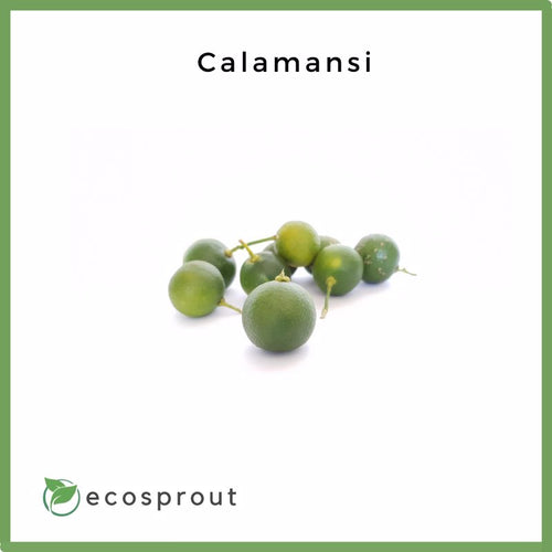 Fresh_Calamansi