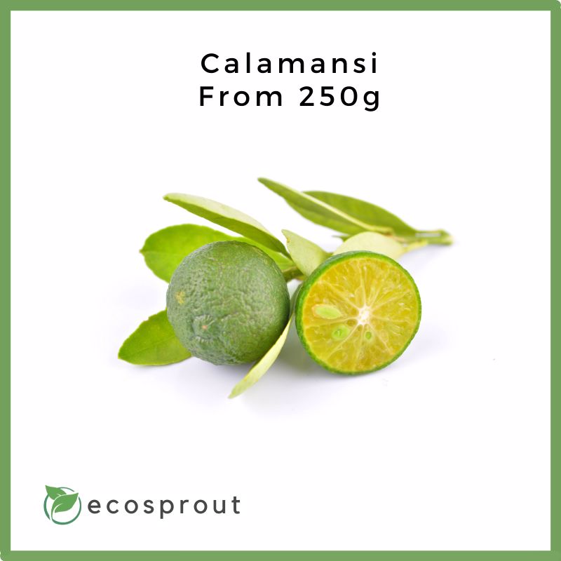 Fresh_Calamansi