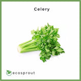Celery | 150g