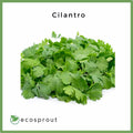Cilantro | Coriander | 50g
