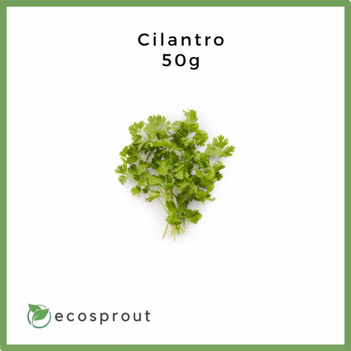 Cilantro | Coriander | 50g