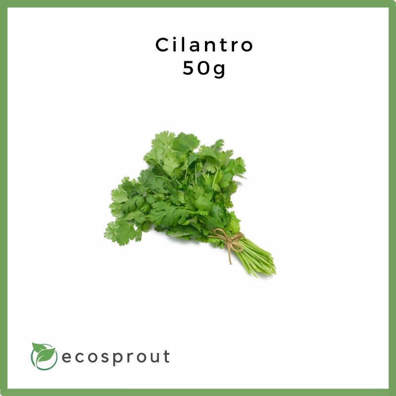 Cilantro | Coriander | 50g