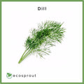 Dill | 50g