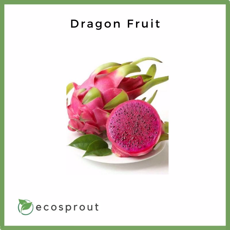 White and Red Dragonfruit | 1kg
