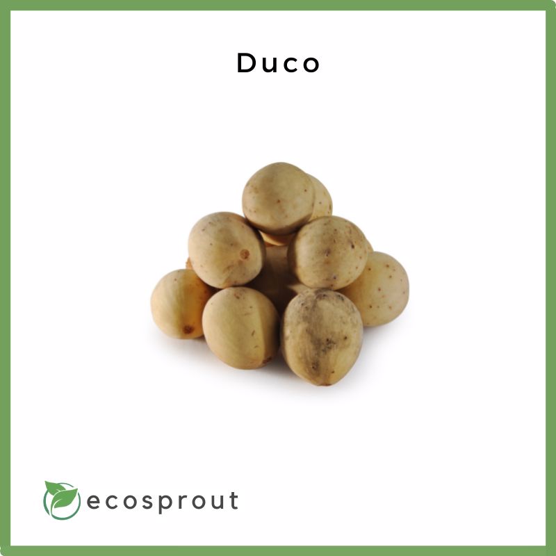 Lansones | Duco Variety | From 500g