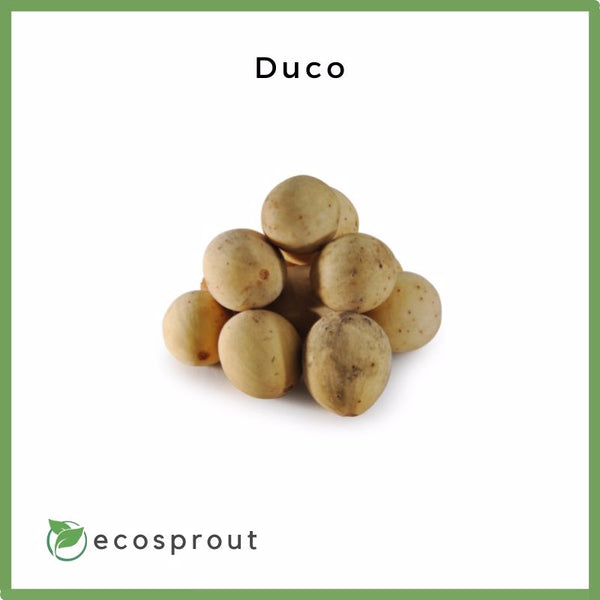 Fresh Lansones | Duco Variety For Delivery Near Me – Ecosprout