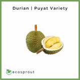 Durian | Puyat Variety | 6 Tubs | FREE SHIPPING