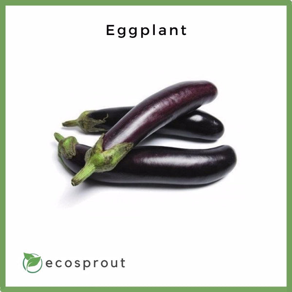 Fresh Eggplant For Delivery Near Me – Ecosprout