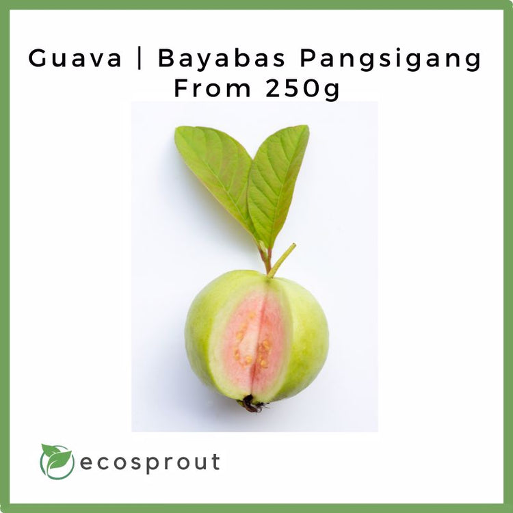 Guava | Bayabas Pangsigang | From 250g