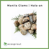 Manila Clams | Hala-an | 500g