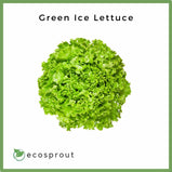 Green Ice Lettuce, Manila