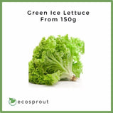 Green Ice Lettuce | From 150g