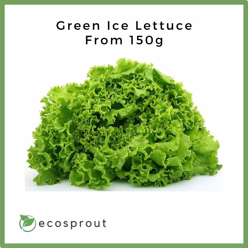 Green Ice Lettuce | From 150g