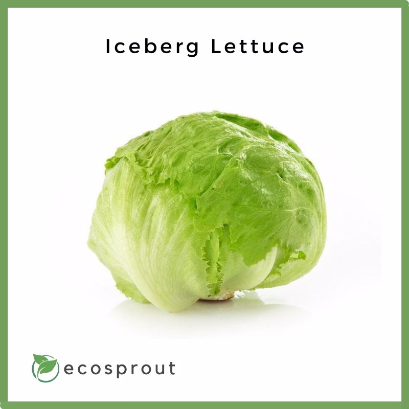 Fresh_Iceberg_Lettuce