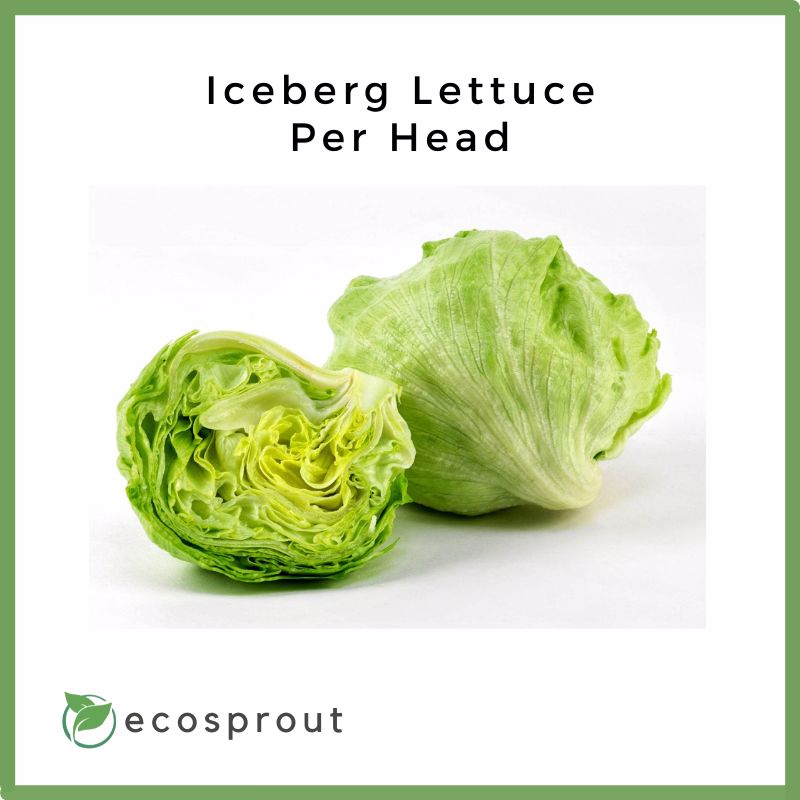 Fresh_Iceberg_Lettuce