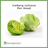 Iceberg Lettuce | Head