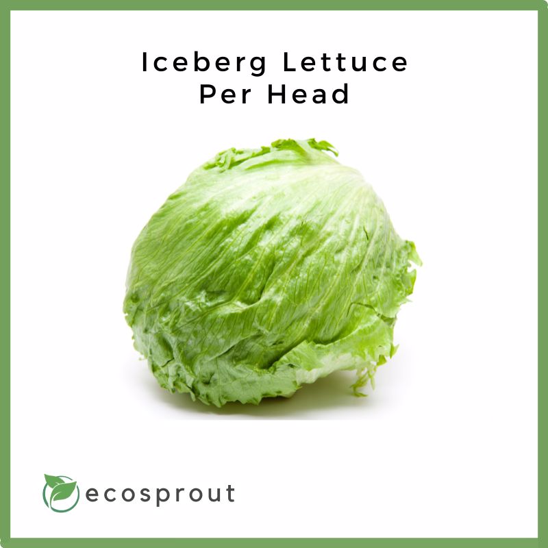 Fresh_Iceberg_Lettuce