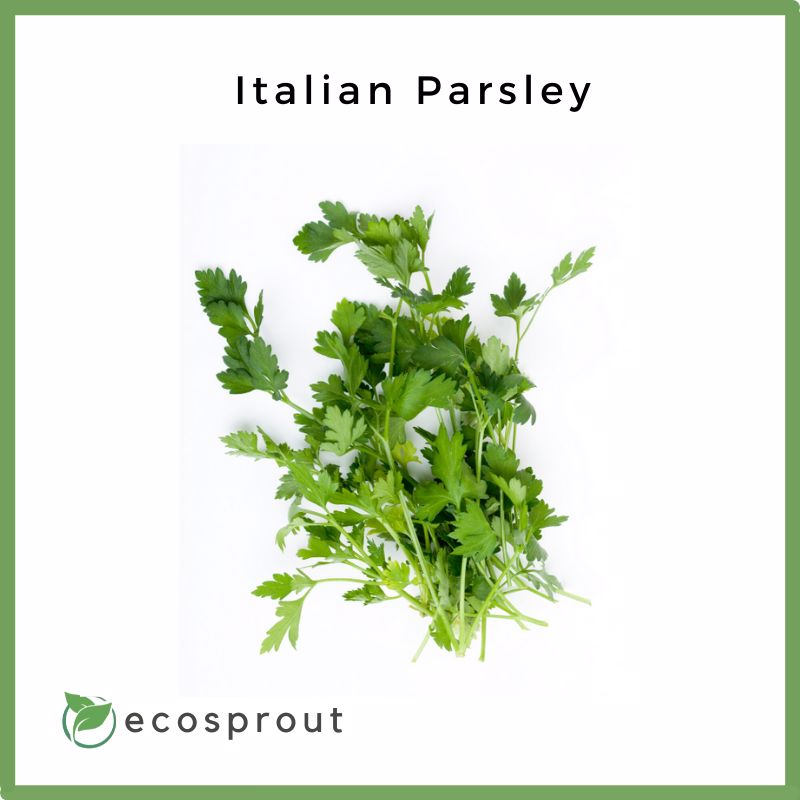 Italian Parsley | 250g