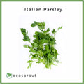Italian Parsley | 250g