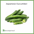 Japanese Cucumber | 1KG